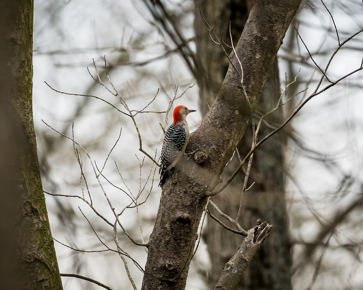 Red-bellied Woodpecker - ML616680644