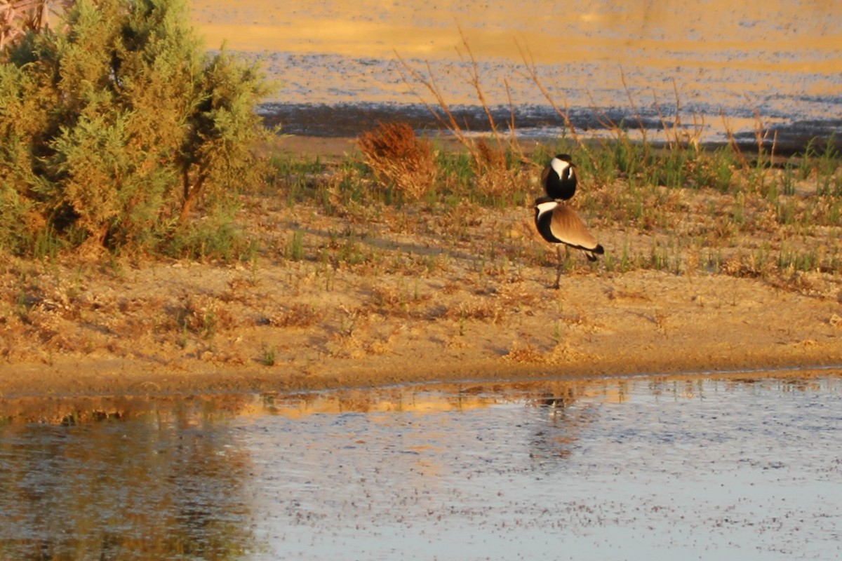 Spur-winged Lapwing - Janet Washbon