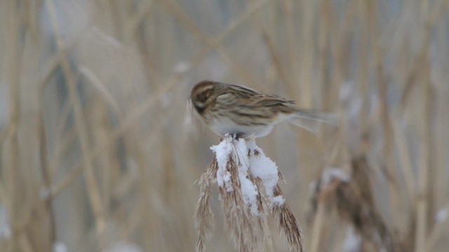 Reed Bunting - ML616680665