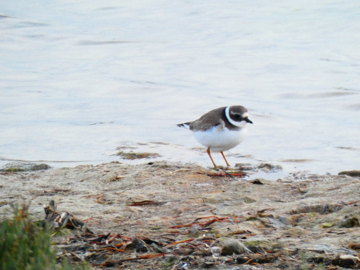 Common Ringed Plover - Luís Correia