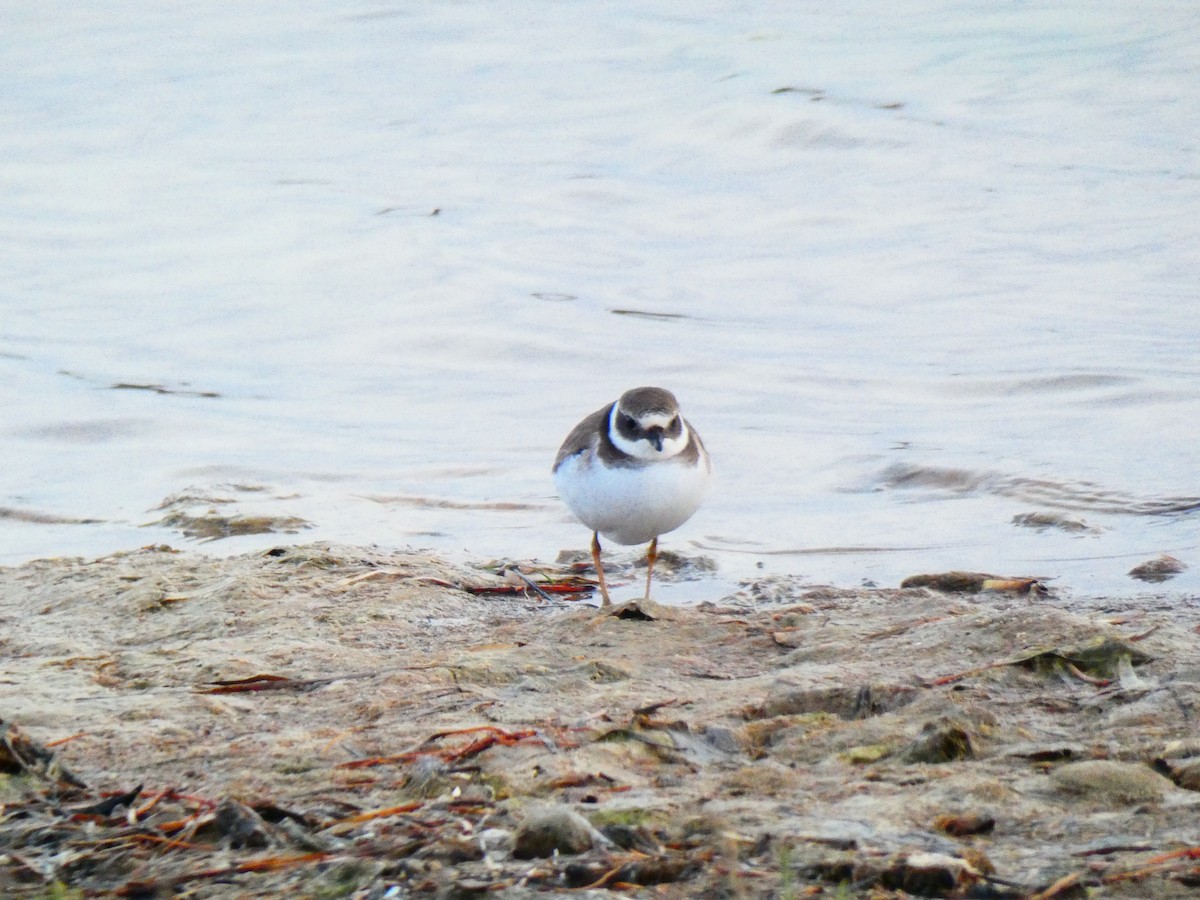 Common Ringed Plover - Luís Correia