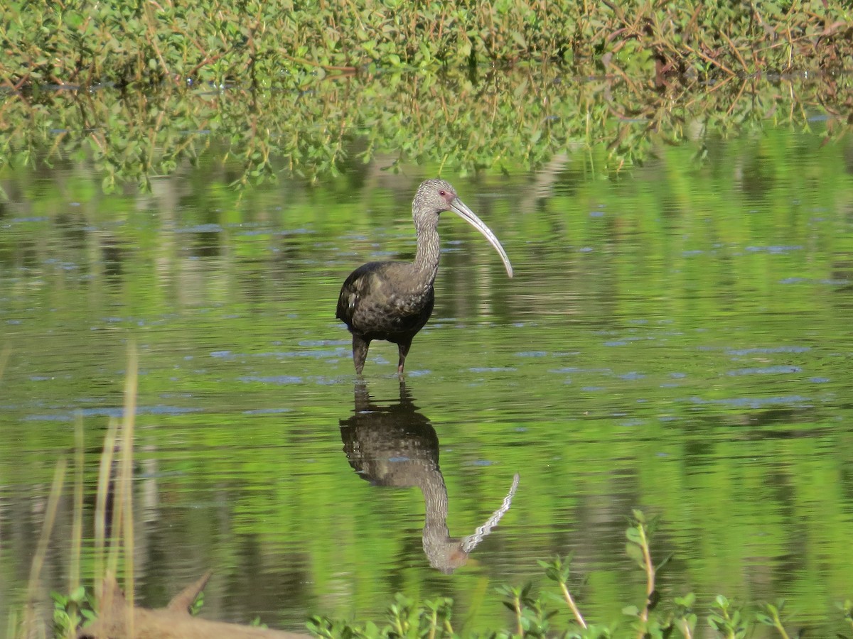 White-faced Ibis - Robert Lengacher