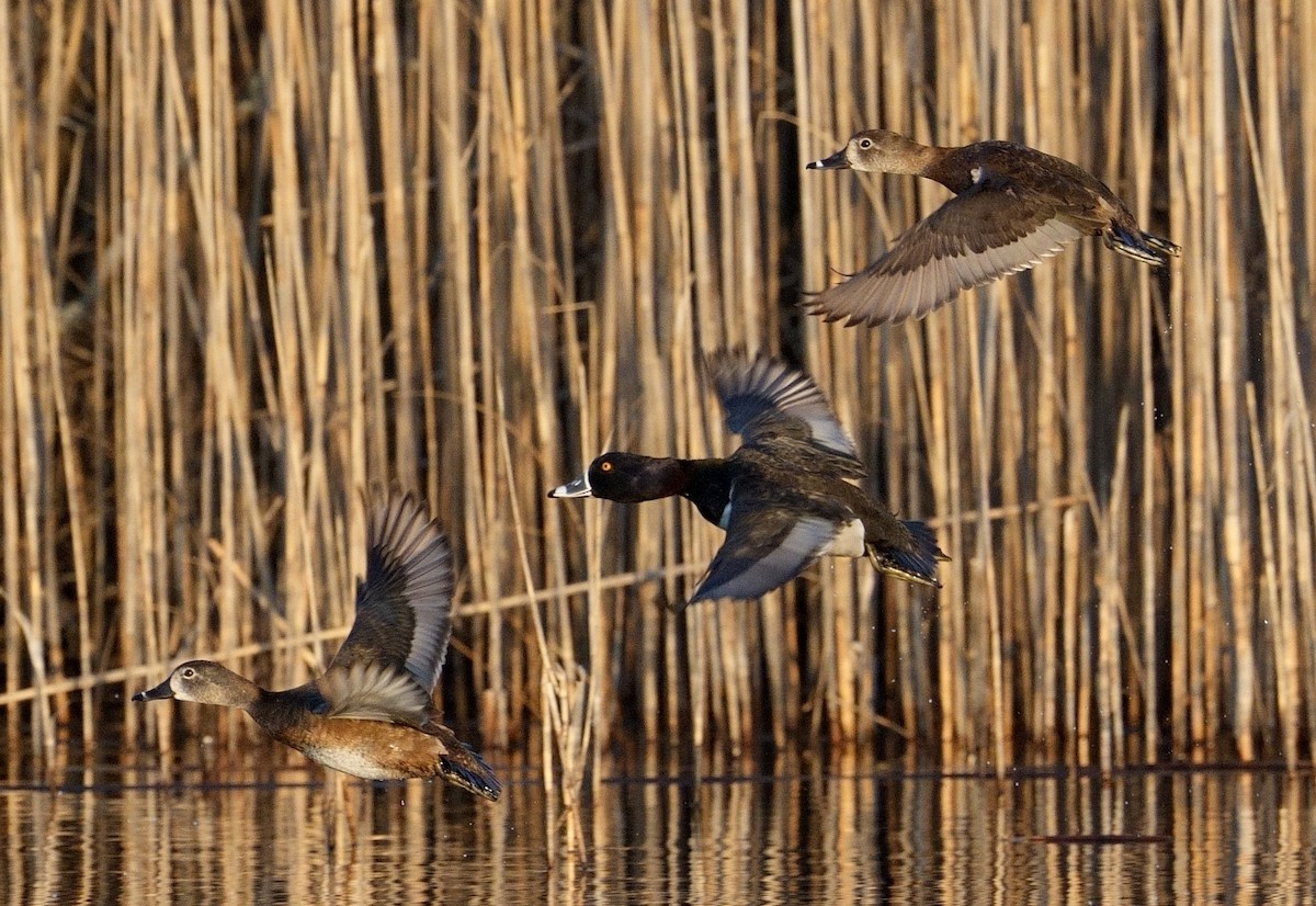 Ring-necked Duck - Bill Thompson