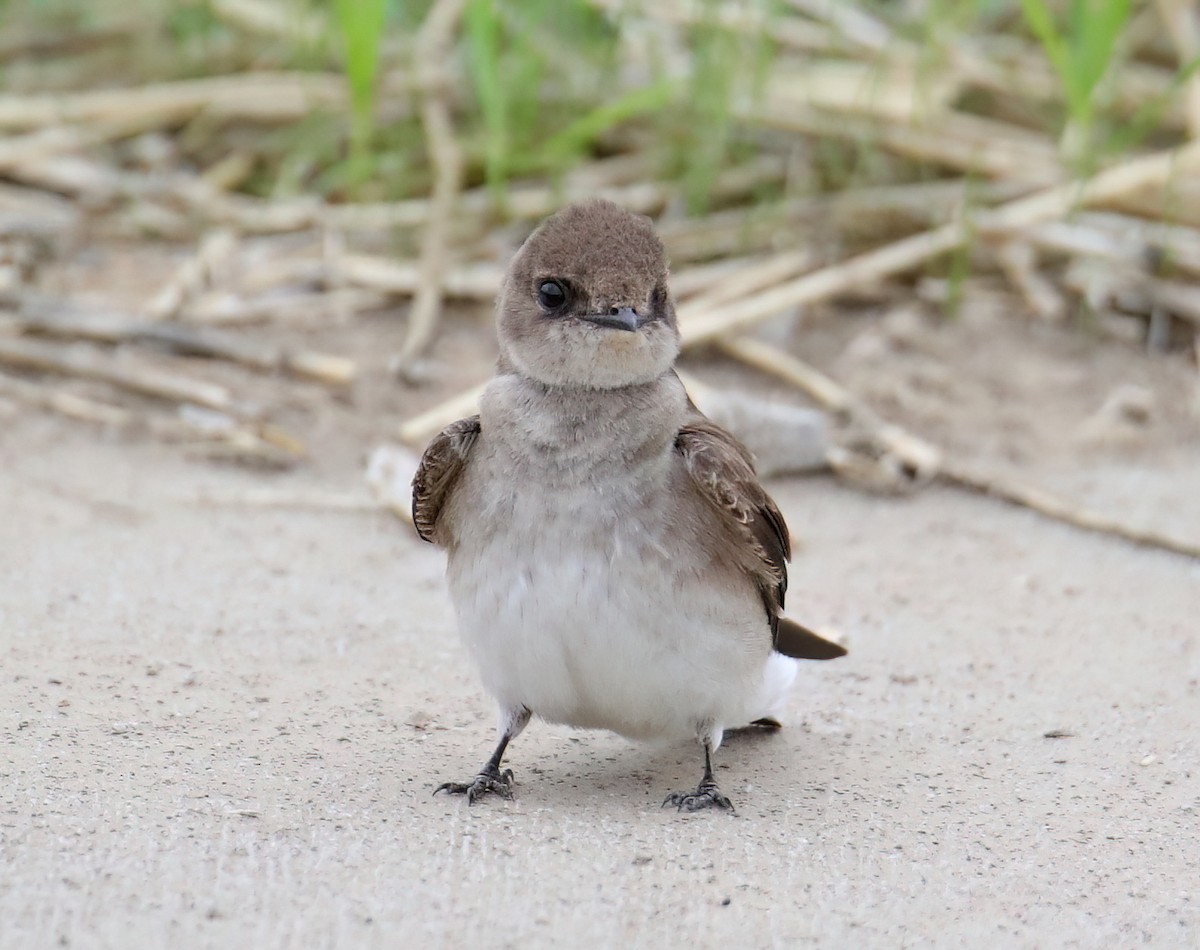 Golondrina Aserrada - ML616680805