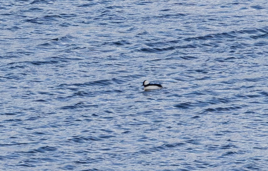 hohol bělavý - ML616680886