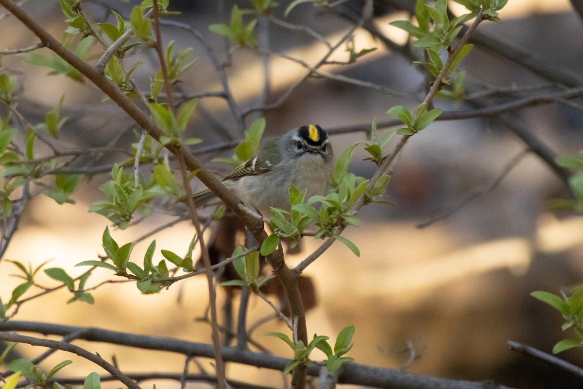 Golden-crowned Kinglet - ML616680889