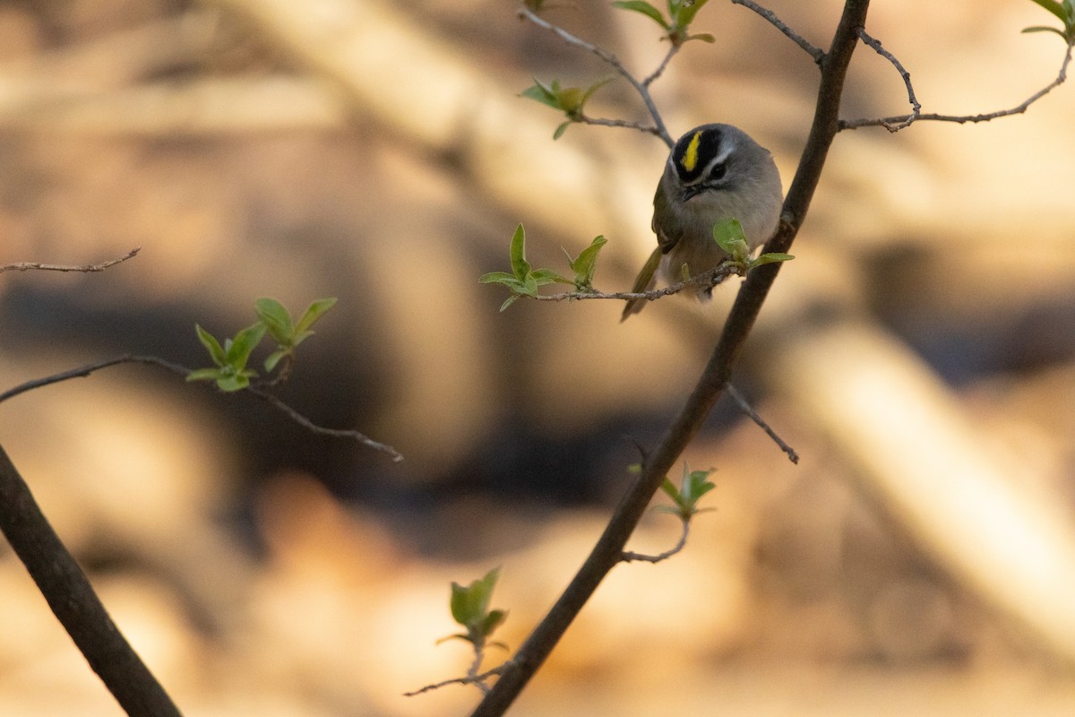 Golden-crowned Kinglet - ML616680890