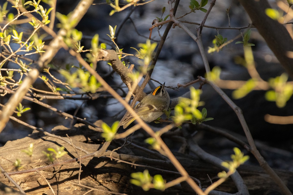 Golden-crowned Kinglet - ML616680891