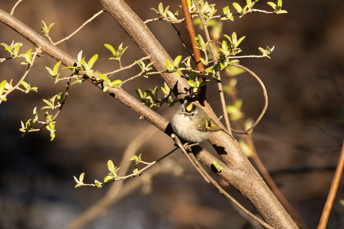 Golden-crowned Kinglet - ML616680892