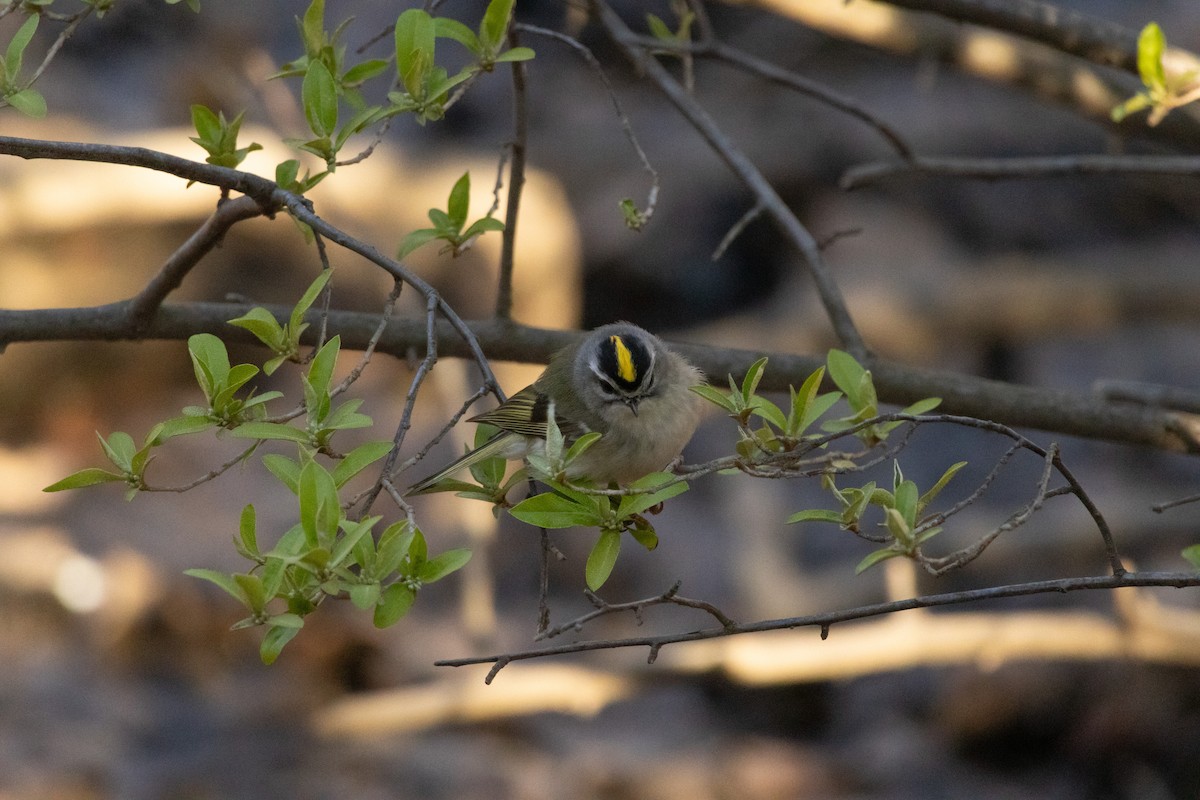 Golden-crowned Kinglet - ML616680895