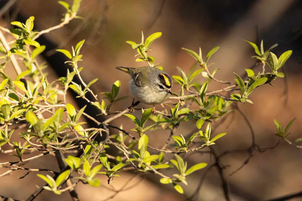 Golden-crowned Kinglet - ML616680896