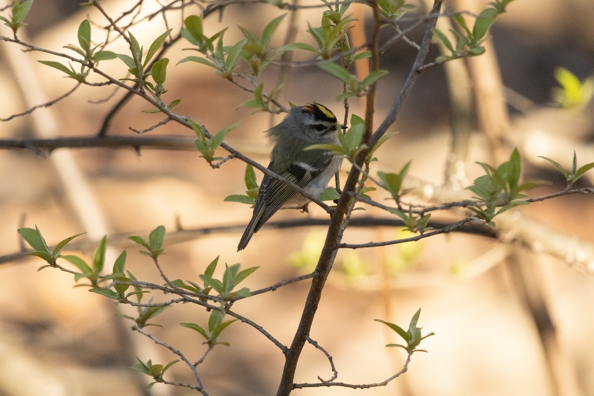 Golden-crowned Kinglet - ML616680897