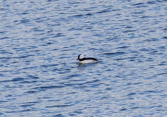 Bufflehead - ML616680915