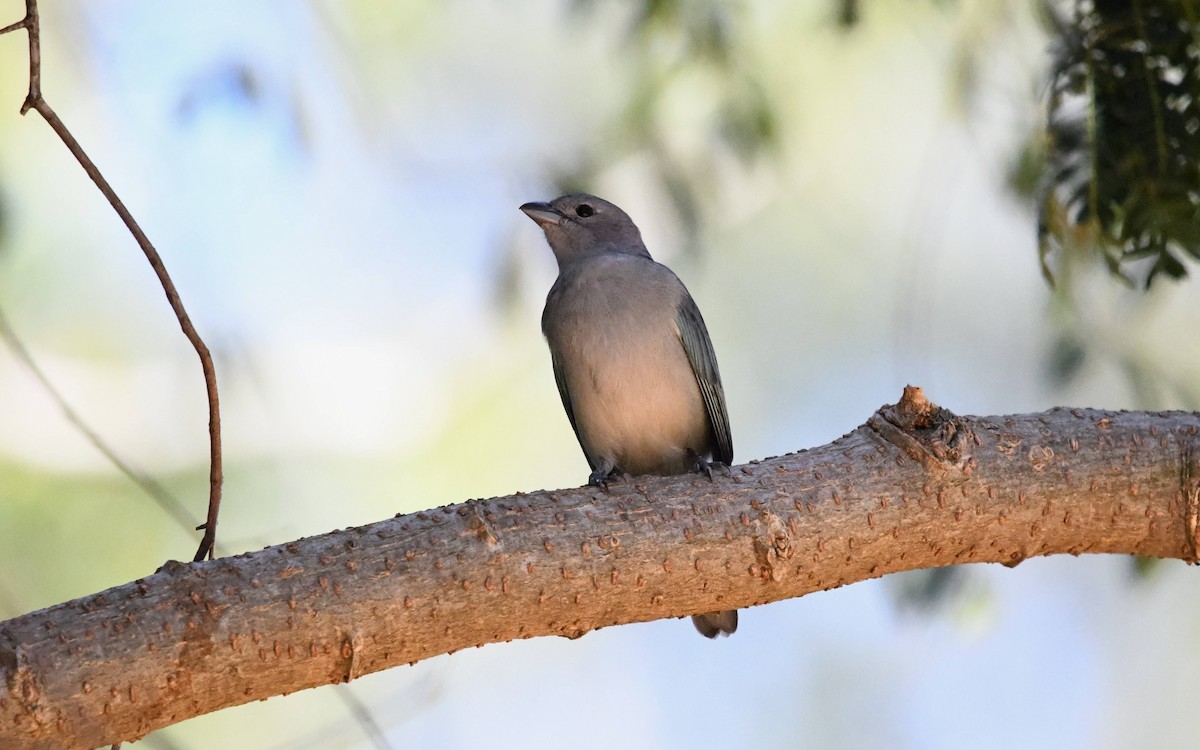 Sayaca Tanager - Camilo Garcia Gonzalez