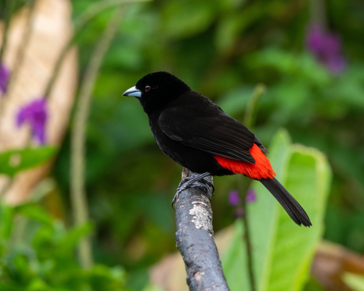 Scarlet-rumped Tanager - ML616680963