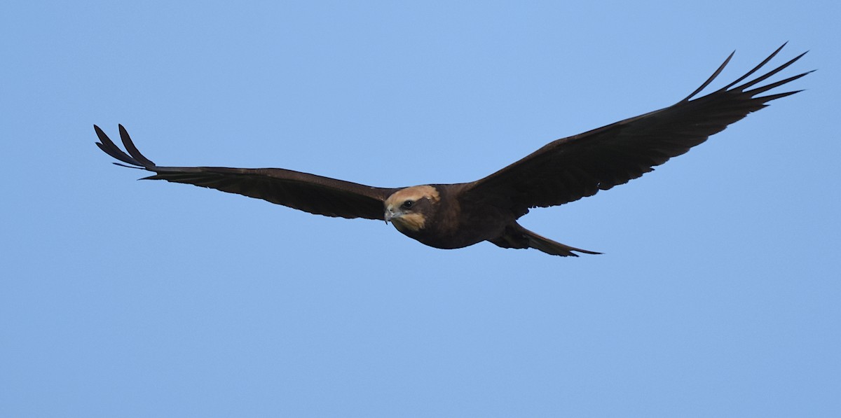 Western Marsh Harrier - ML616680967