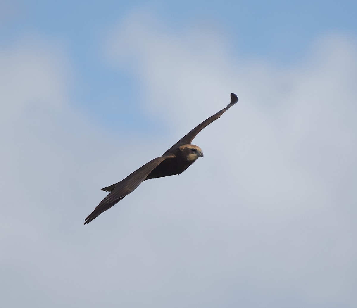 Western Marsh Harrier - ML616680989