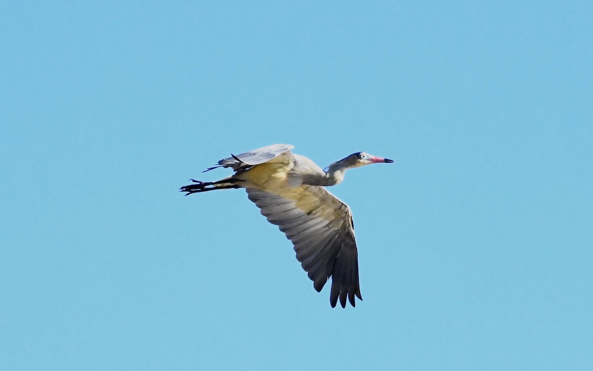 Whistling Heron - Camilo Garcia Gonzalez