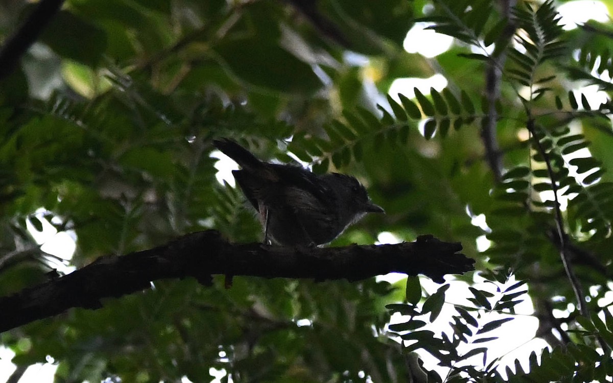 Variable Antshrike - Camilo Garcia Gonzalez