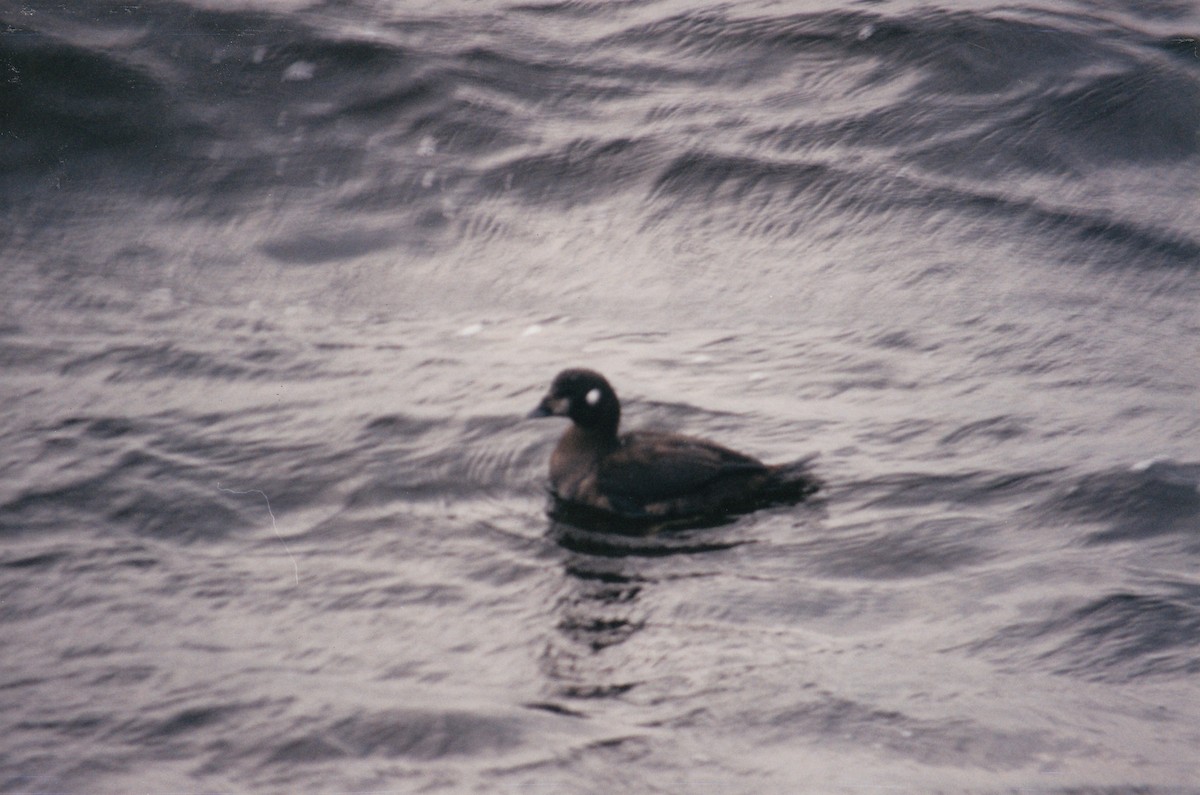 Harlequin Duck - ML616681074