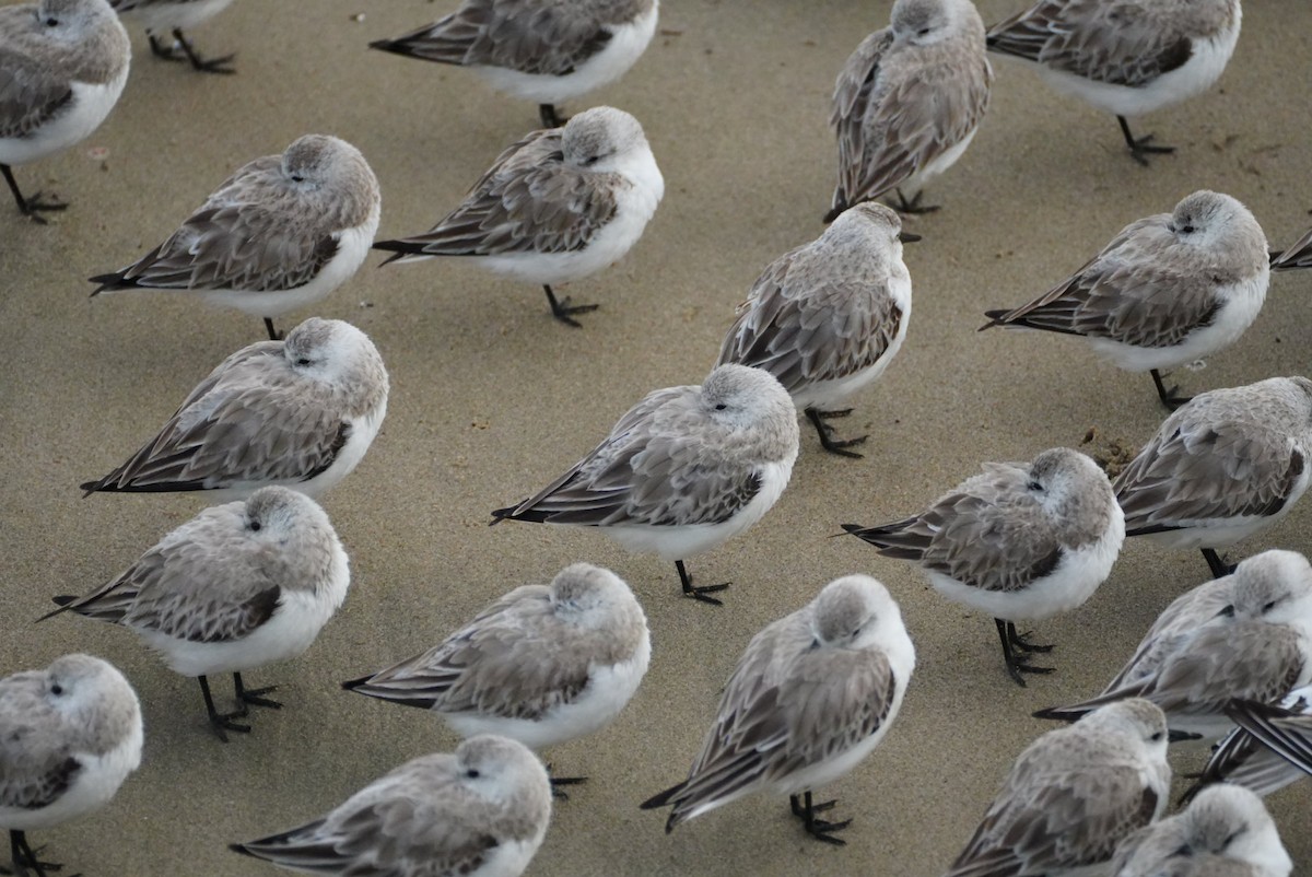 Sanderling - ML616681088