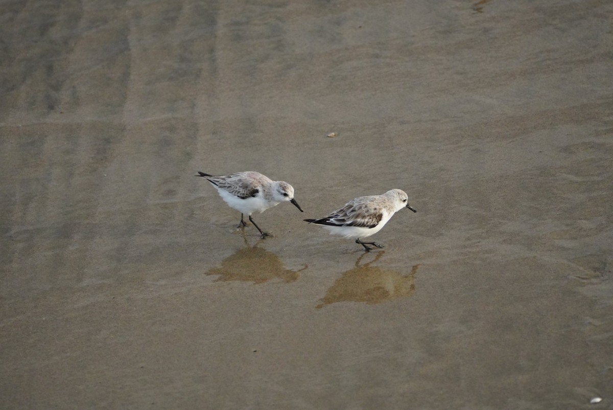 Sanderling - ML616681090