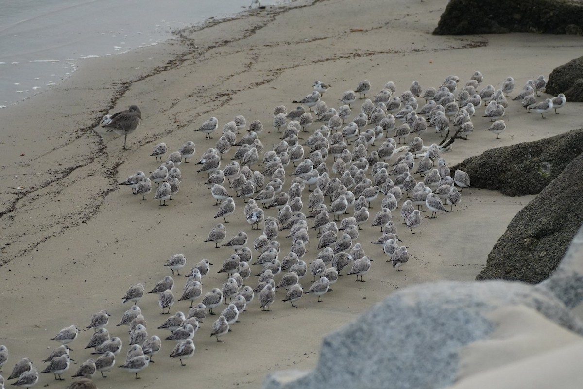 Sanderling - ML616681093