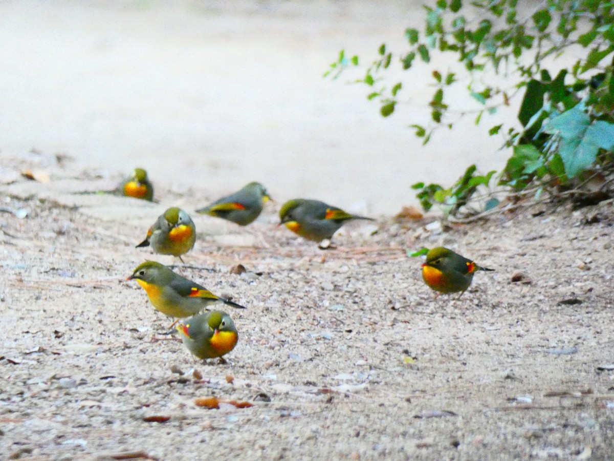 Red-billed Leiothrix - ML616681141