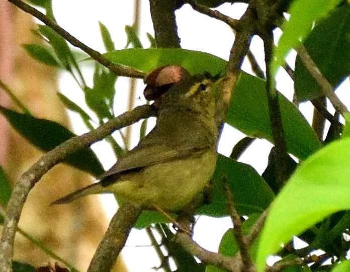 Mosquitero de Tickell - ML616681200