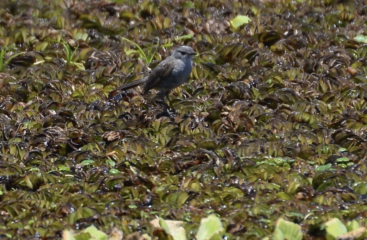 Sooty Tyrannulet - ML616681249