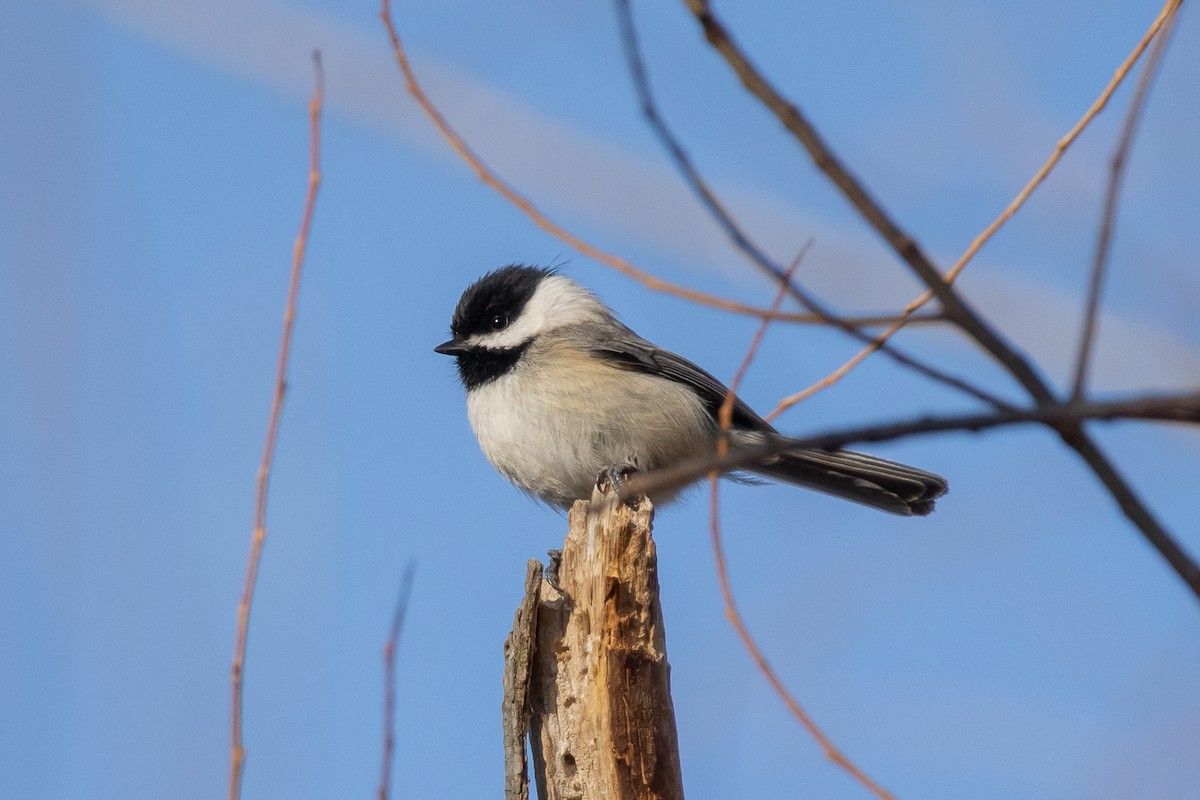 Carolina/Black-capped Chickadee - ML616681306