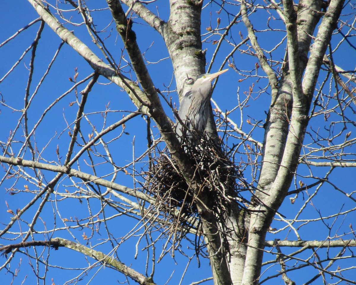 Great Blue Heron - Anonymous