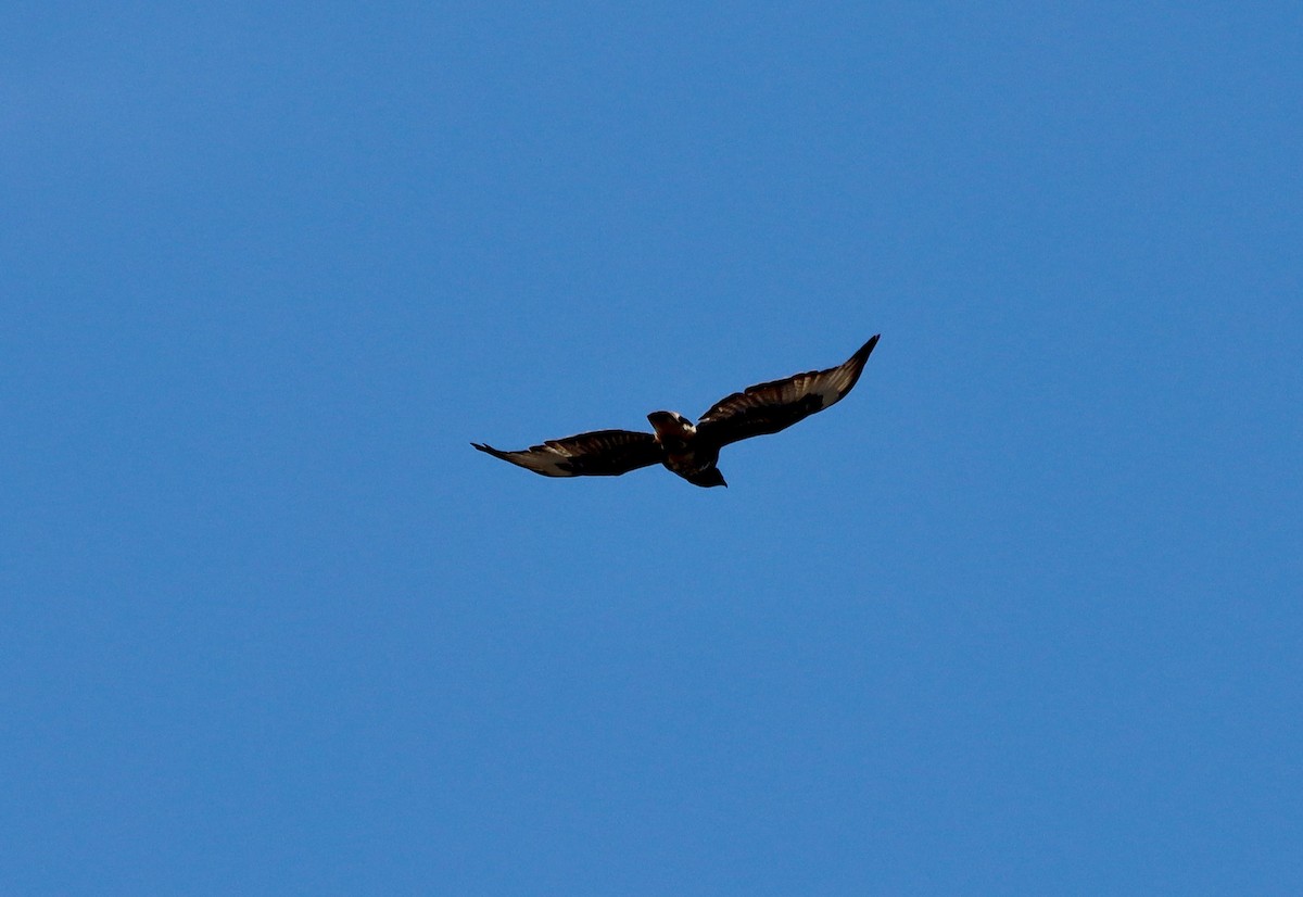 Common Buzzard (Canary Is.) - ML616681390