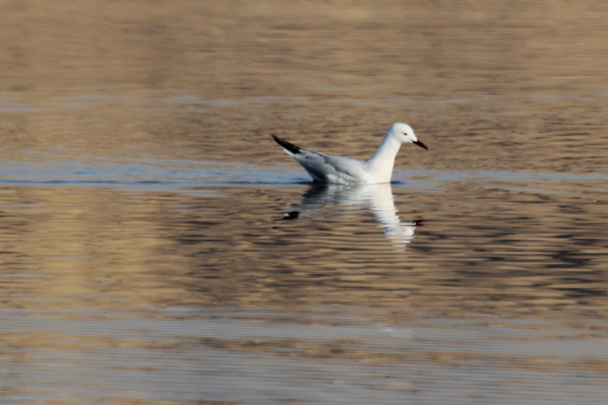 Slender-billed Gull - ML616681435