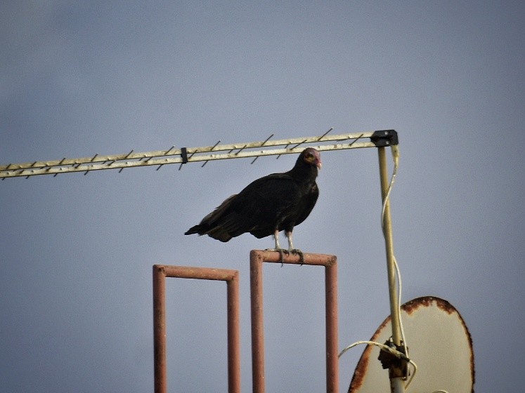 Lesser Yellow-headed Vulture - ML616681437