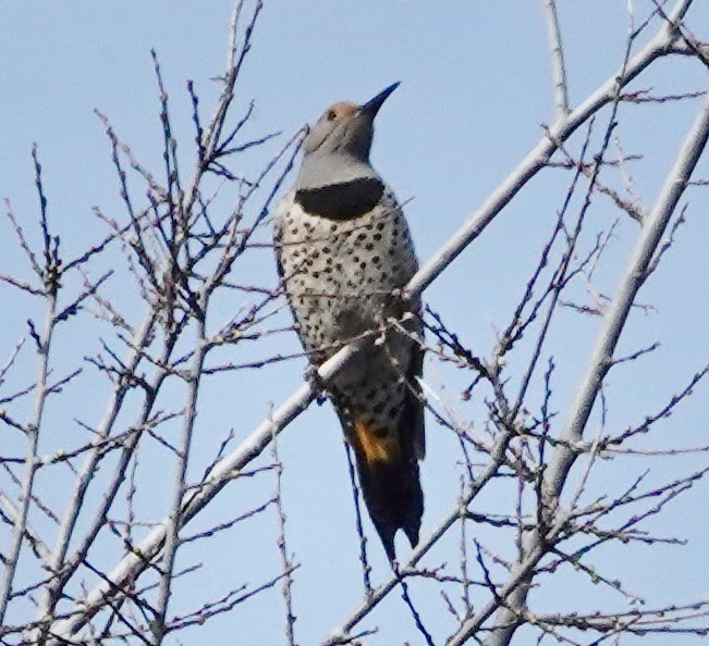 Gilded Flicker - ML616681554