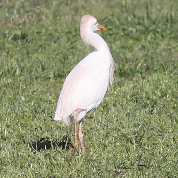 Western Cattle Egret - ML616681566