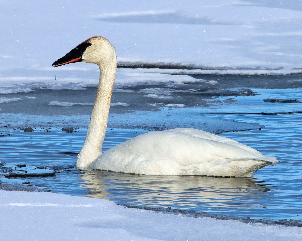 Trumpeter Swan - Mike Smith