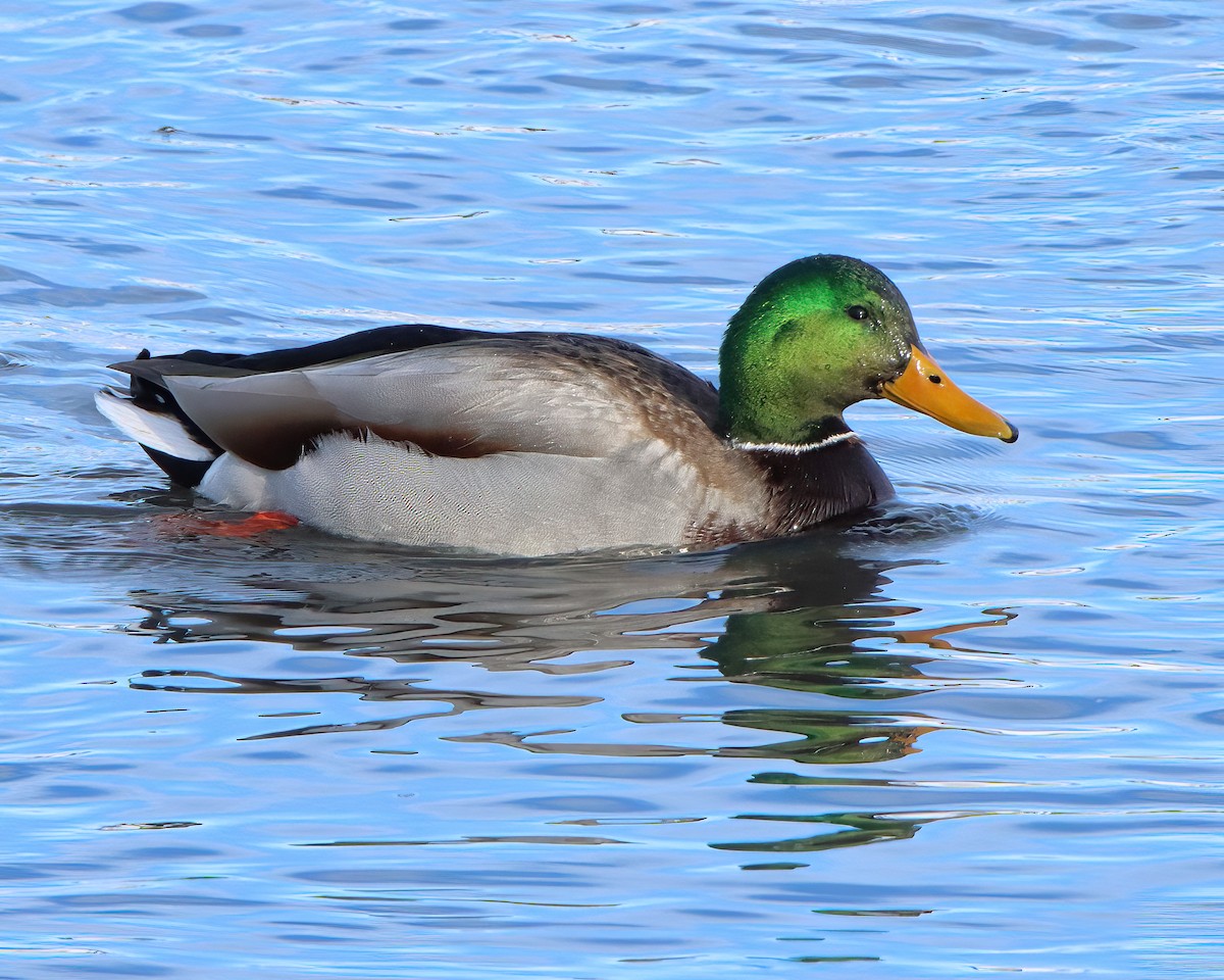 Canard colvert - ML616681603