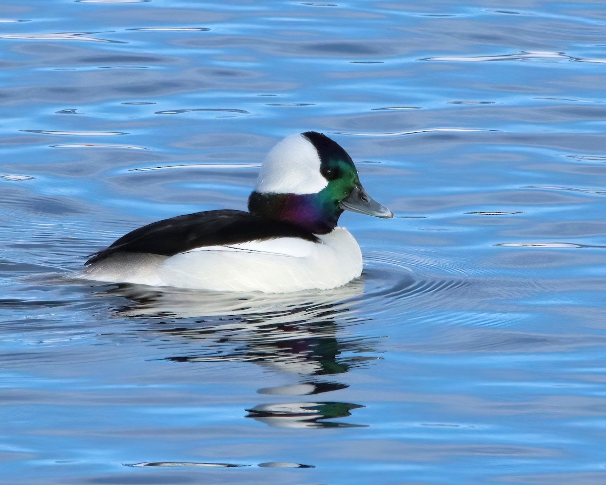 Bufflehead - ML616681611