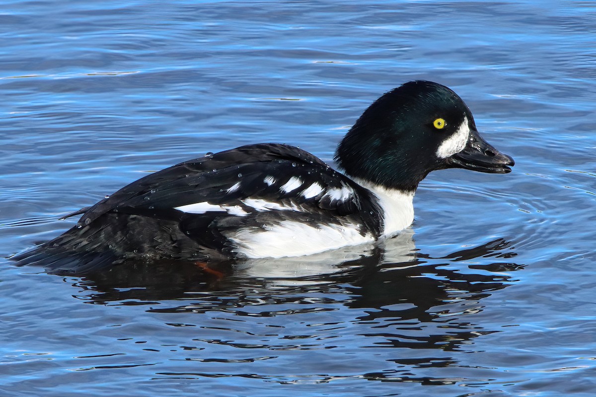 Barrow's Goldeneye - Mike Smith