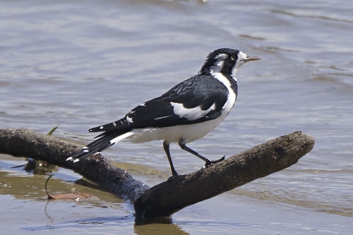 Magpie-lark - ML616681623