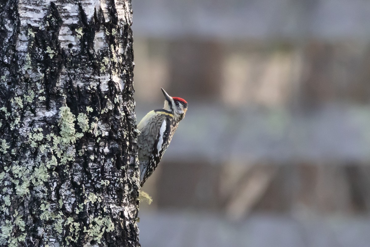 Yellow-bellied Sapsucker - ML616681626