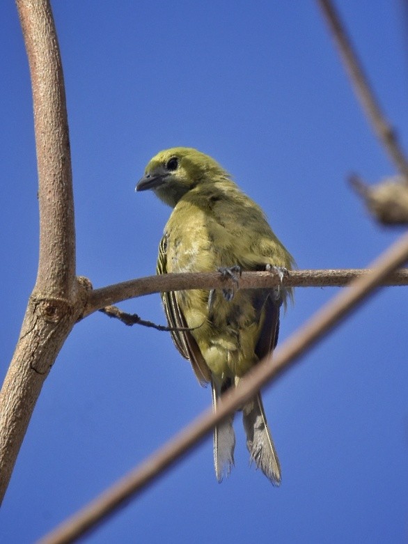 Palm Tanager - ML616681642