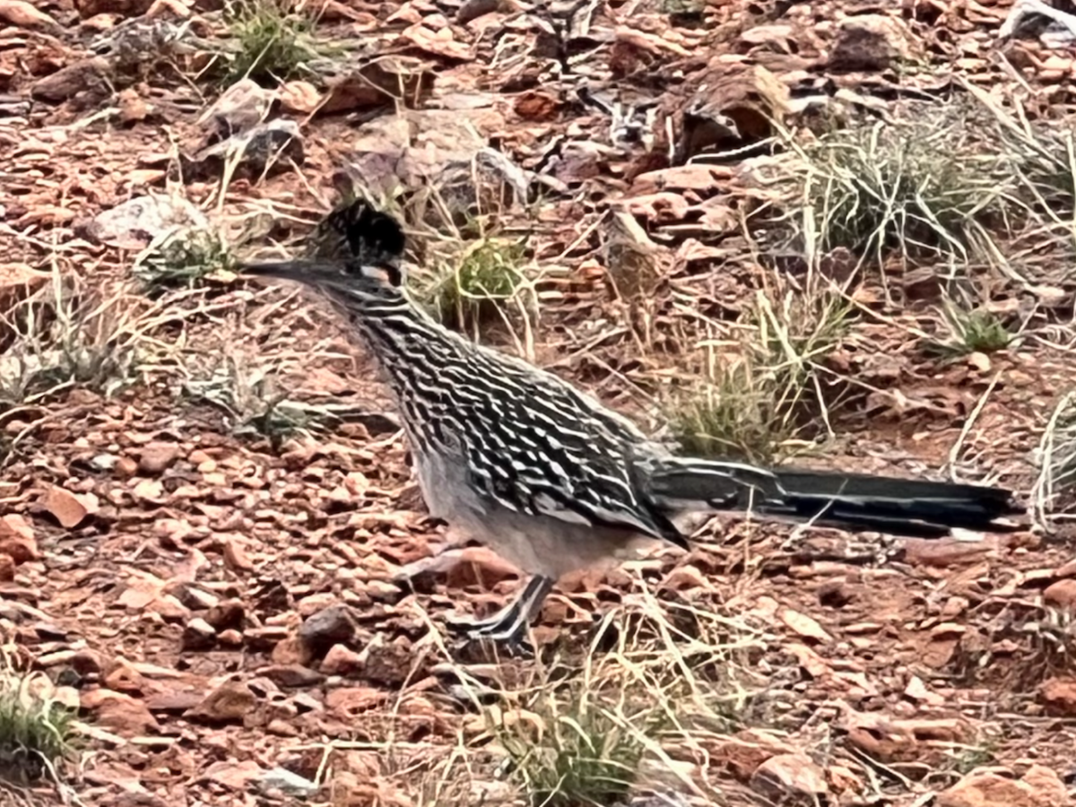 Greater Roadrunner - Myron Frost