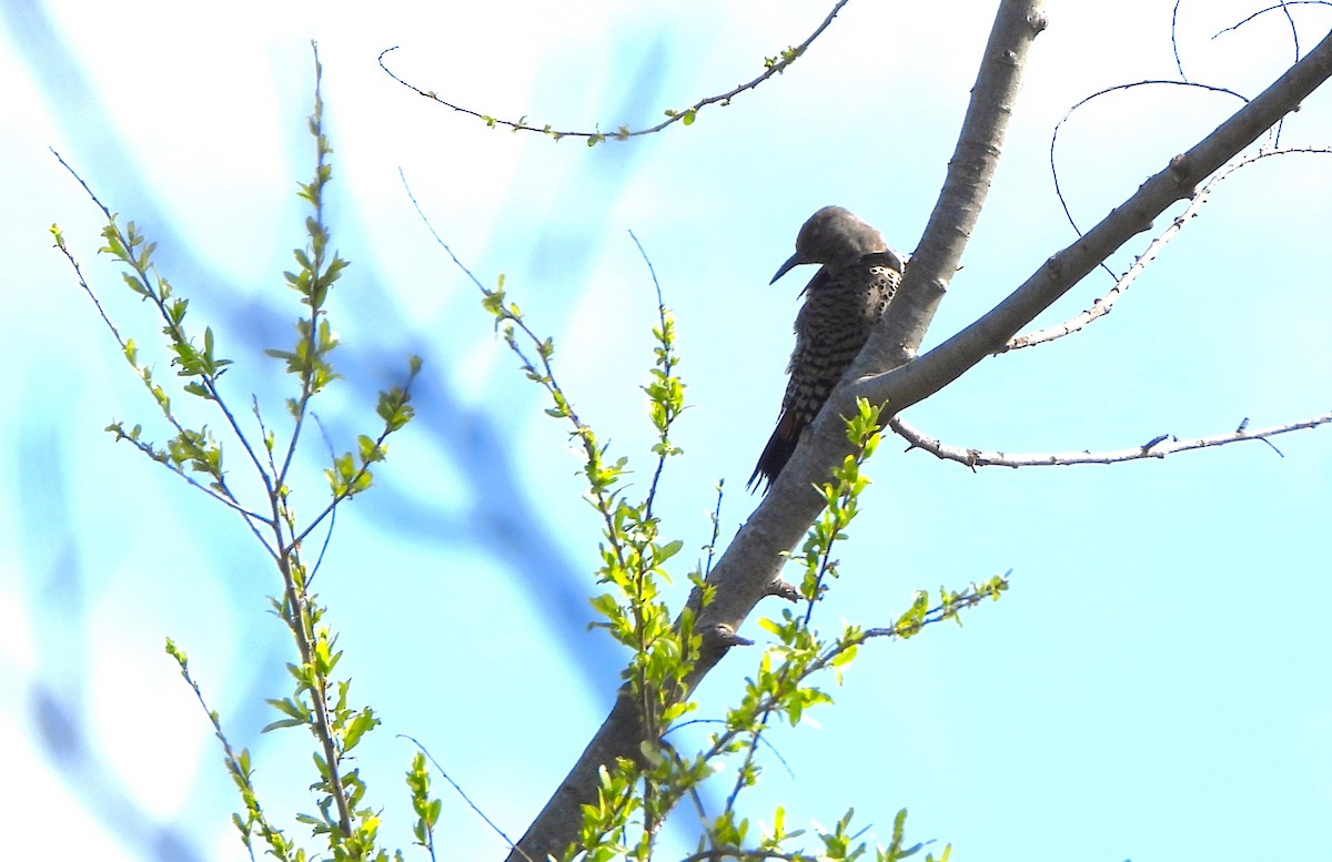 Northern Flicker - ML616681687