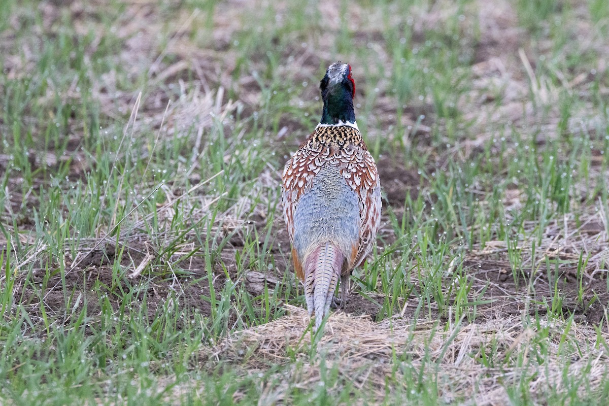 Ring-necked Pheasant - ML616681695