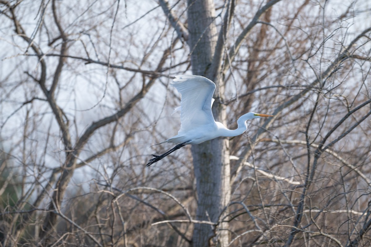 Great Egret - Nahuel Medina