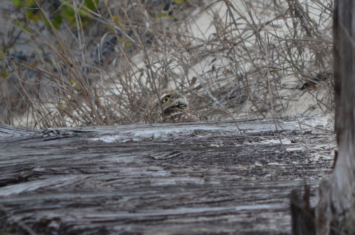 Burrowing Owl - Skip Smith