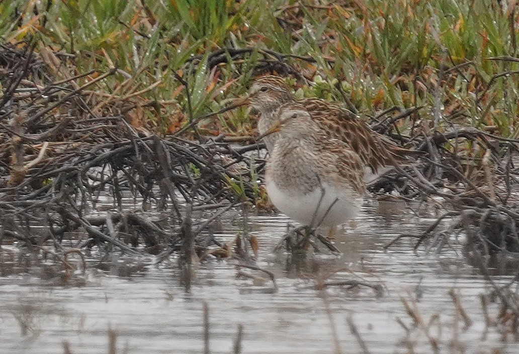 Bécasseau à poitrine cendrée - ML616681814